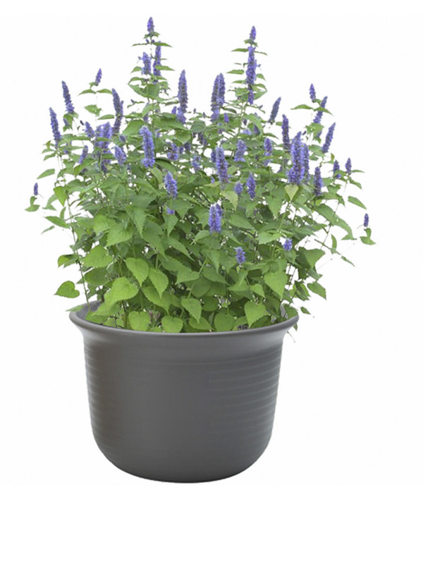 藿香正宗可食用盆栽鱼香叶草四季绿植植物阳台绿植