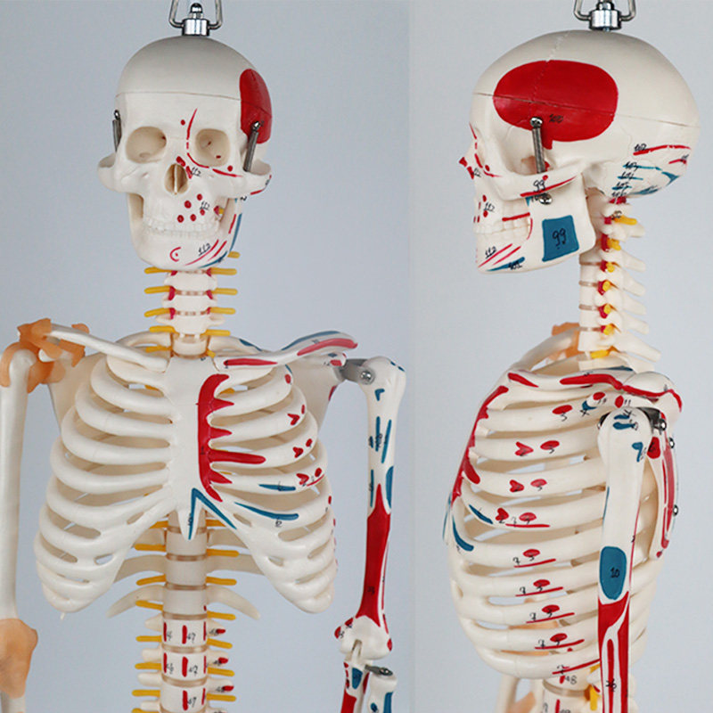 13款人体骨骼模型骨架骷髅全身可拆卸肌肉医学其他模型玩具