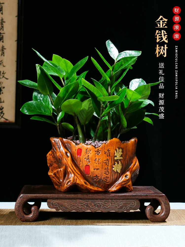 平安树养护和上面的几种树一样