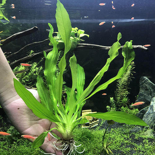 九冠水草皇冠大叶无需二氧化碳新手可养围裙套装