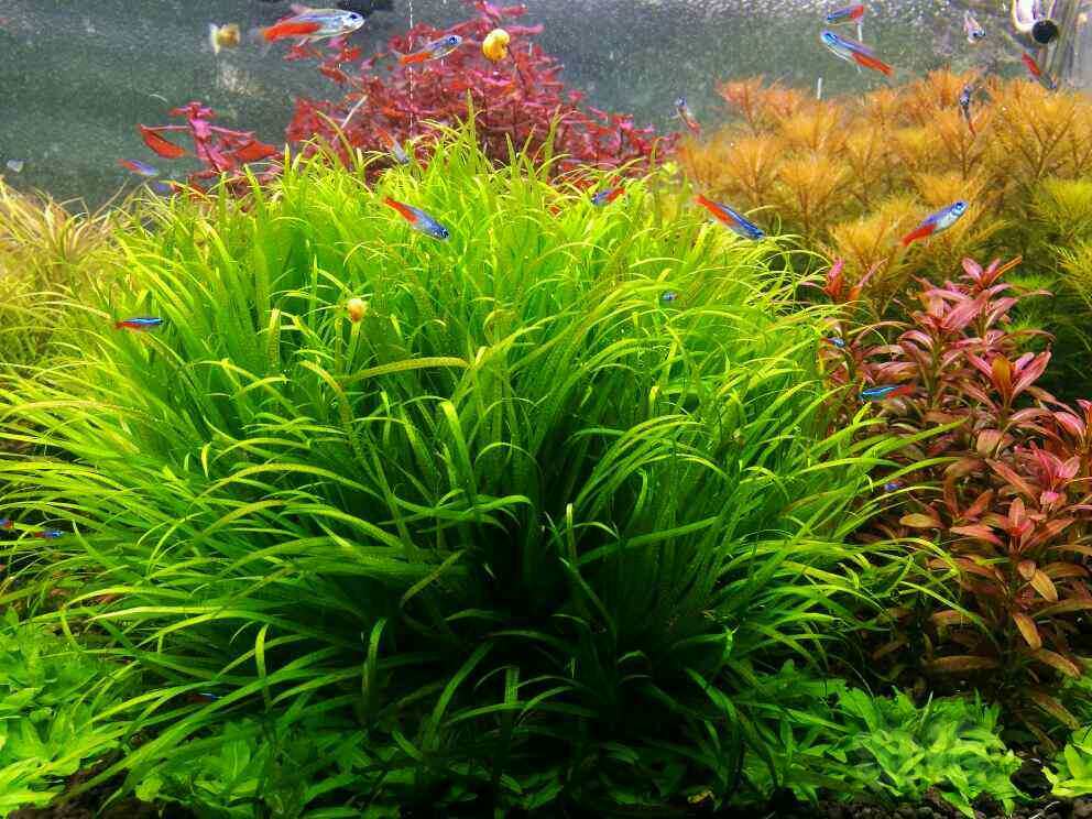 水草泥巴水下中景鱼缸活体日本箦藻18包邮围裙套装