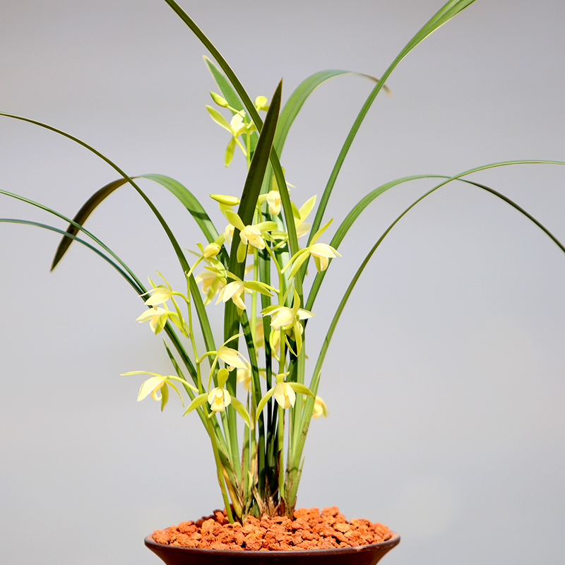 兰花花苗建兰四季兰银边大贡浓香型花卉素花花卉
