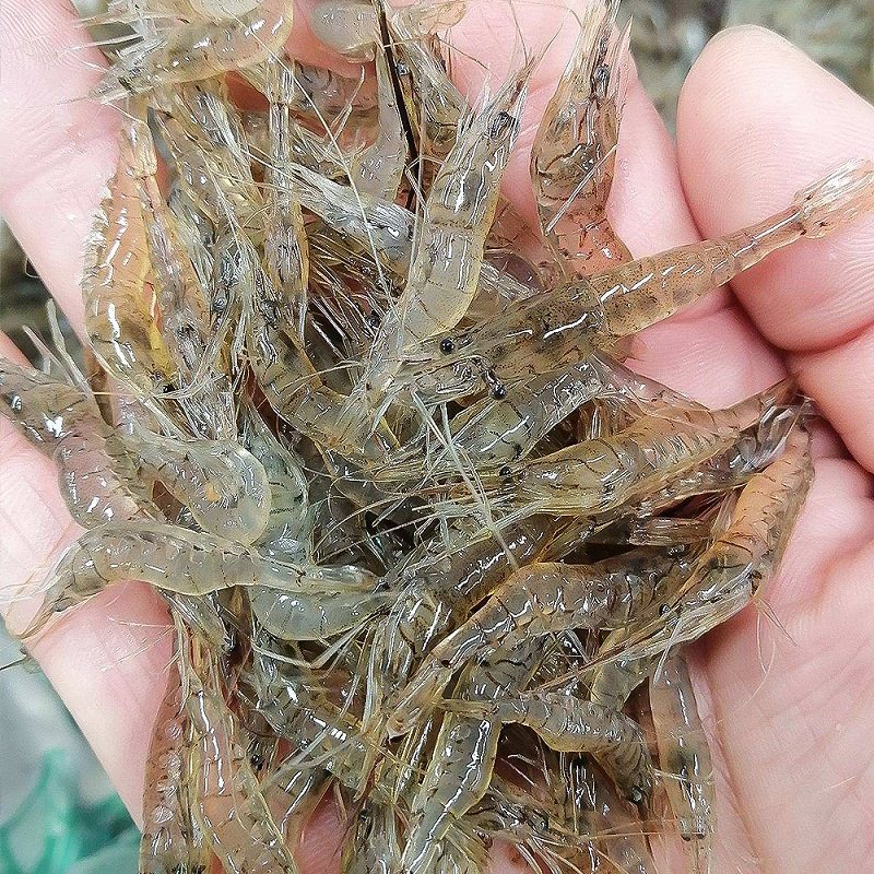 微山湖清水小河新鲜速冻活虾冷冻鲜活淡水大号冻虾