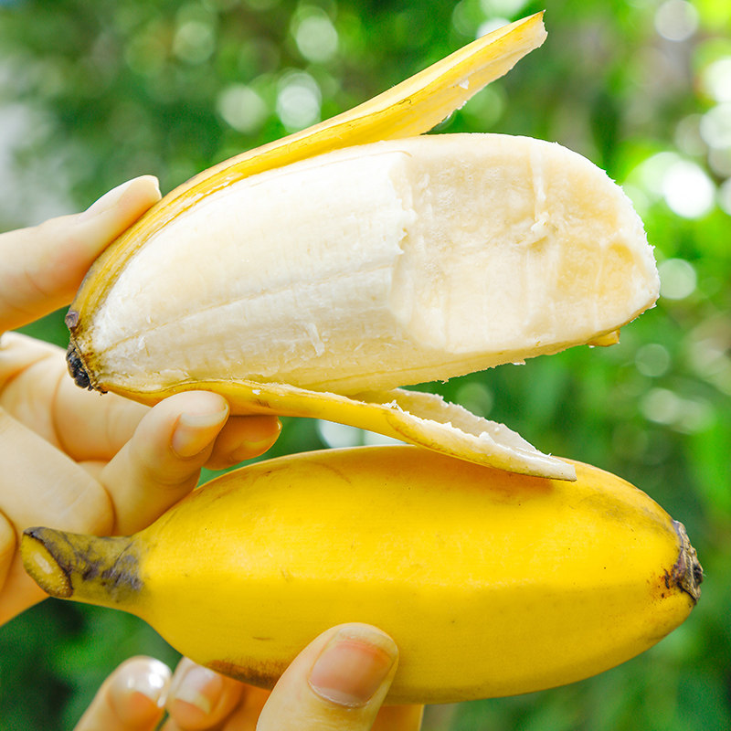 广西小米蕉现摘小香蕉5斤包邮