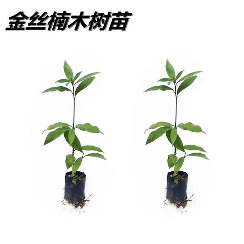 名贵四大苗木正宗金丝楠木树苗海南黄花梨树苗沉香树苗苗小叶紫檀