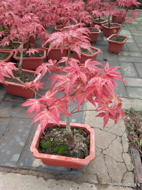 日本红枫盆景植物客厅四季红舞姬室内净化空气枫树盆栽