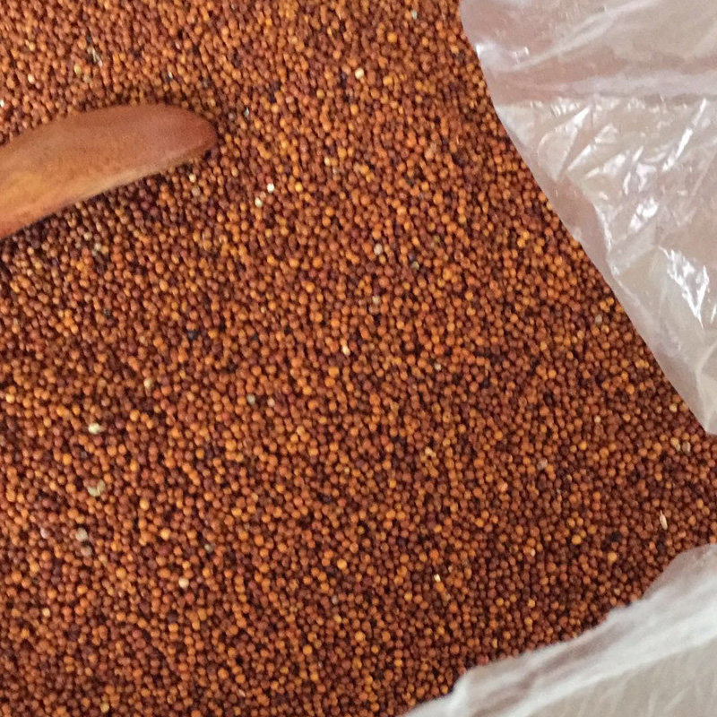 粟米广西农家特产鸭脚米粉龙爪红黄小米食品小米