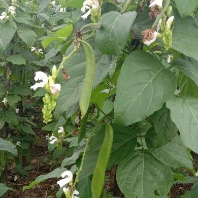 刀豆精选新鲜迷你嫩小巴豆现摘刀角豆刀江西时令新鲜豆类