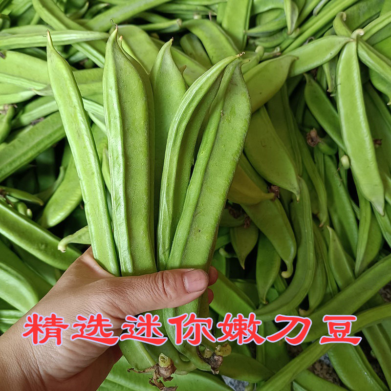 刀豆精选新鲜迷你嫩小巴豆现摘刀角豆刀江西时令新鲜豆类