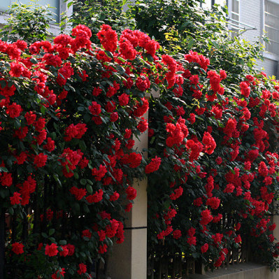 蔷薇花苗爬藤植物藤本月季爬墙四季特大浓香庭院花卉盆栽阳台玫瑰