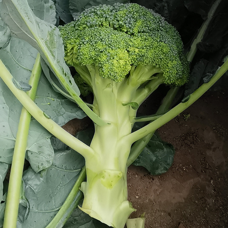 包邮大伯农家自种现摘西兰兰花时令蔬菜新鲜西兰花