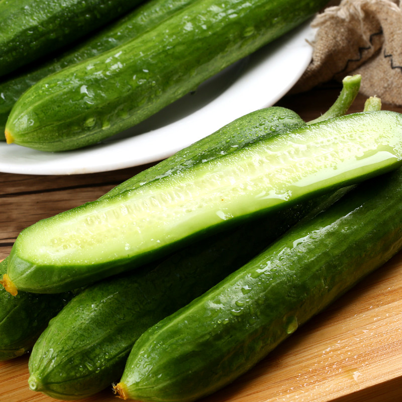 现摘现发新鲜山东水果小黄瓜5斤脆爽多汁小青瓜时令新鲜蔬菜批发