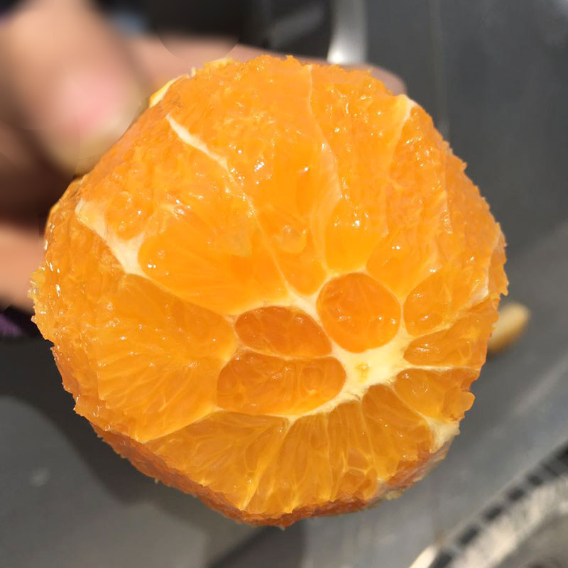 现摘现发新鲜伦晚脐橙黄肉奉节橙子冰糖橙