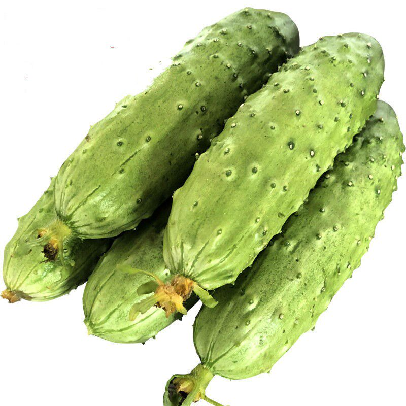 东北新鲜黄瓜5斤水果小黄瓜生吃脆甜果农现摘黄瓜