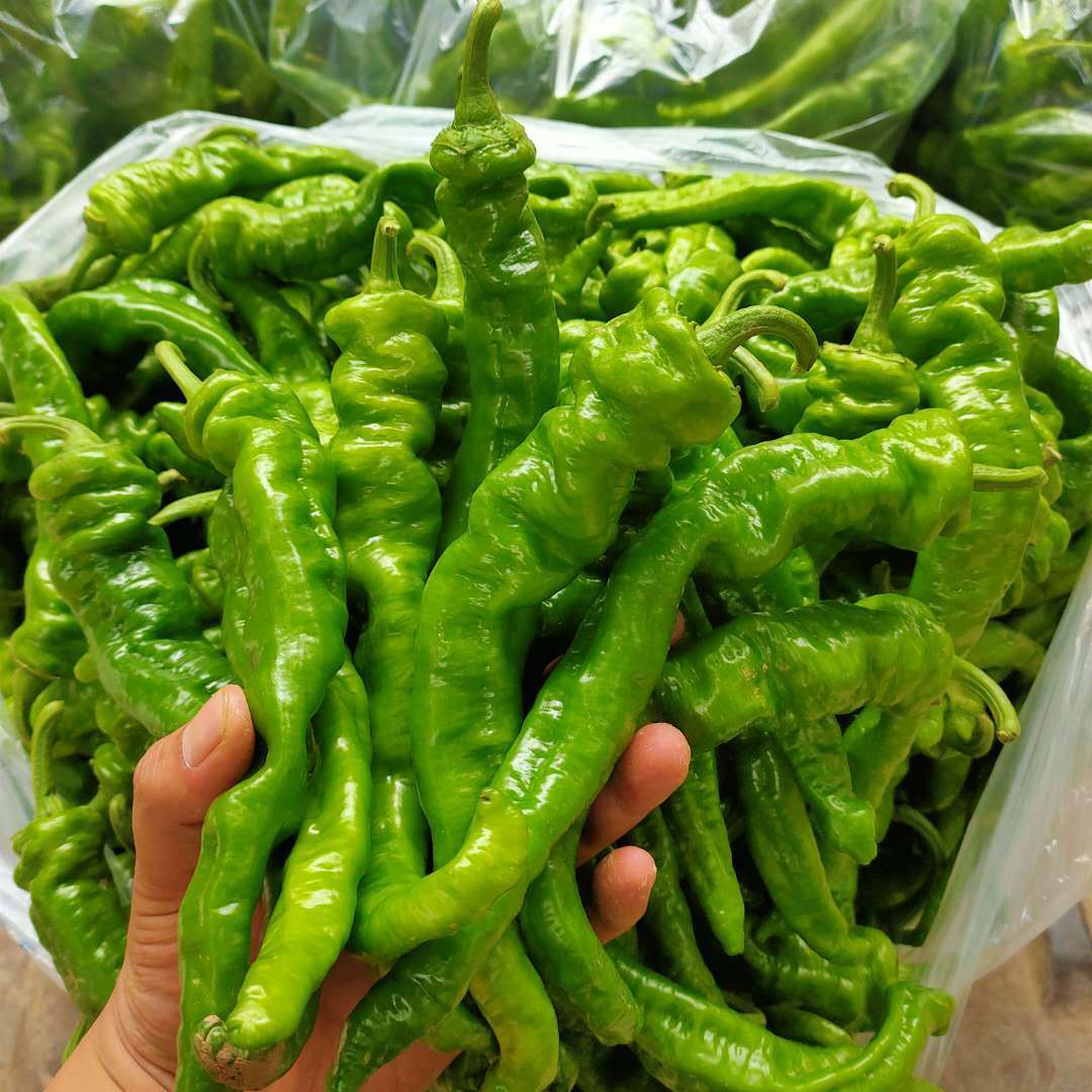 新鲜螺丝辣椒农家蔬菜皱皮虎皮椒特辣现摘现发辣椒