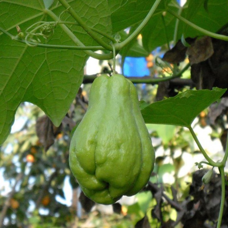 佛手新鲜瓜葵瓜洋丝瓜丰收瓜寿瓜农农家自种其它