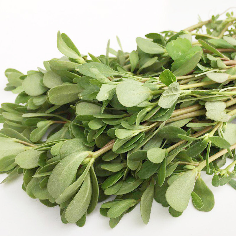 新鲜现挖野生生马苋菜马齿菜蔬菜麻子五行行草其它