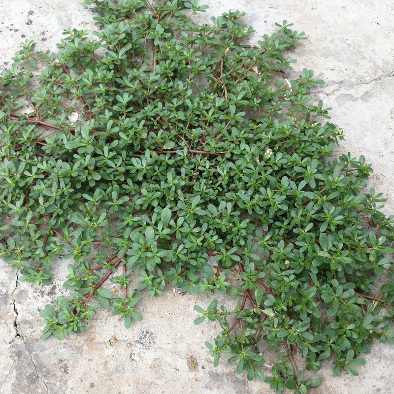 马齿苋1斤装马齿菜马齿笕新鲜蔬菜长寿五行行草其它