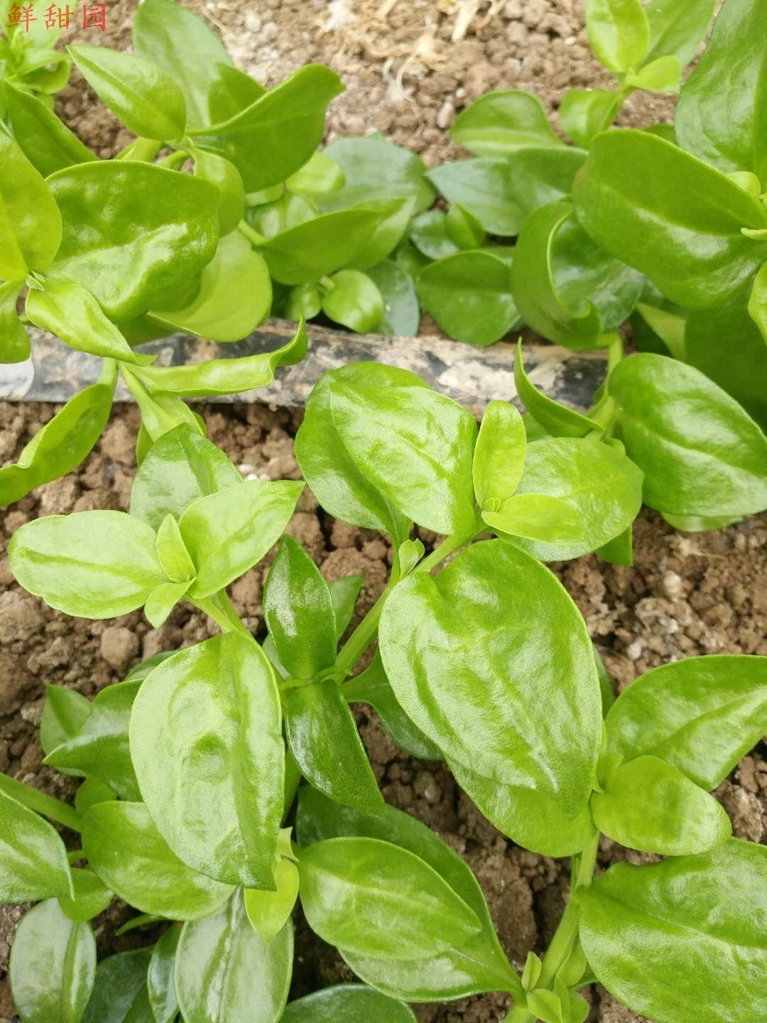 新鲜蔬菜四季播种养心菜农农家菜穿心沙拉保健其它