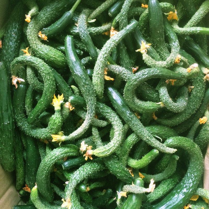 小黄瓜黄瓜新鲜迷你酱瓜腌制咸菜专用带刺嫩黄黄瓜