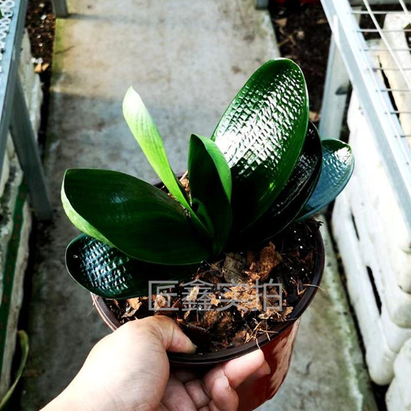 长春春匠精品君子兰麻脸和尚珍珠虎头头油匠宽绿植