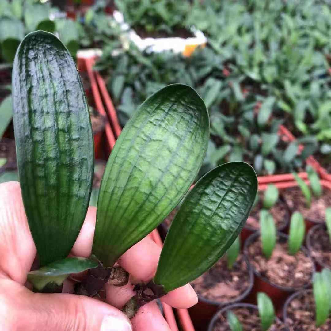 长春精品君子兰油匠技师和尚短叶立板麻脸坑纹圆绿植