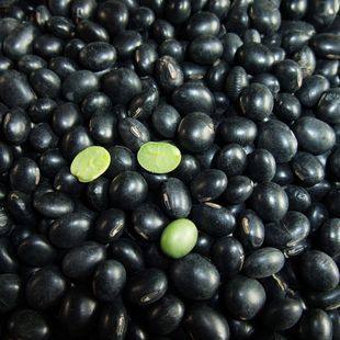 散装黑豆25kg农家自产可打豆浆五谷杂粮粗粮黑豆