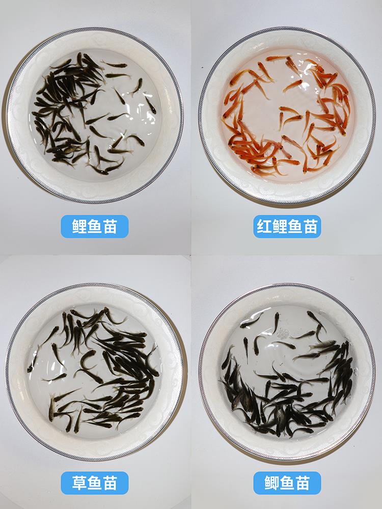 临产母孕下崽狂魔胎生纯种孔雀观赏鱼练手米奇鱼