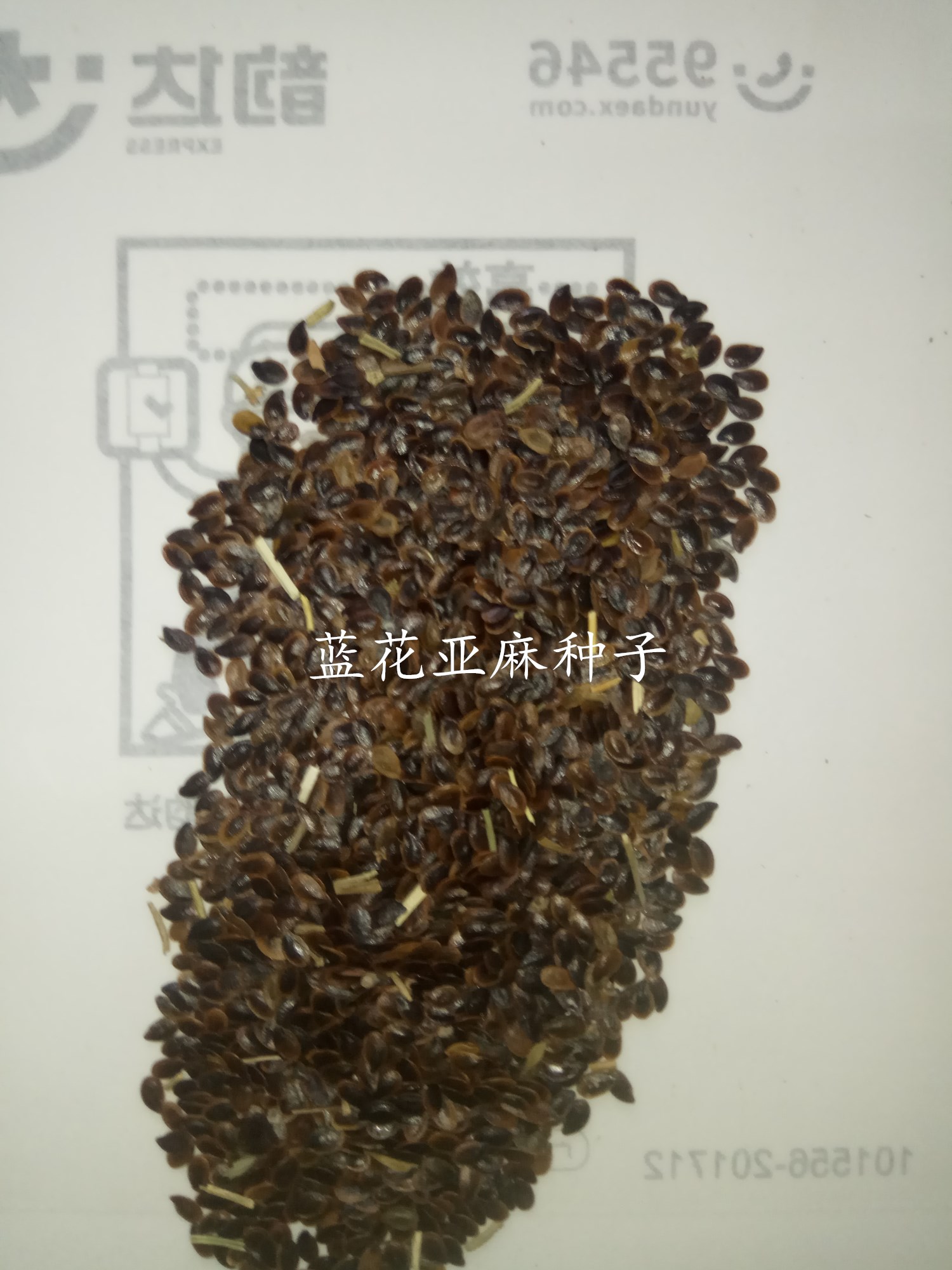 蓝花亚麻种子垂吊花卉阳台庭院室内盆栽植物花籽四季易种活花种子