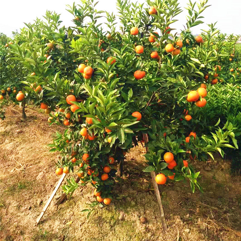树苗果树沙糖桔子桔子树嫁接柑橘砂糖橘子盆栽果树