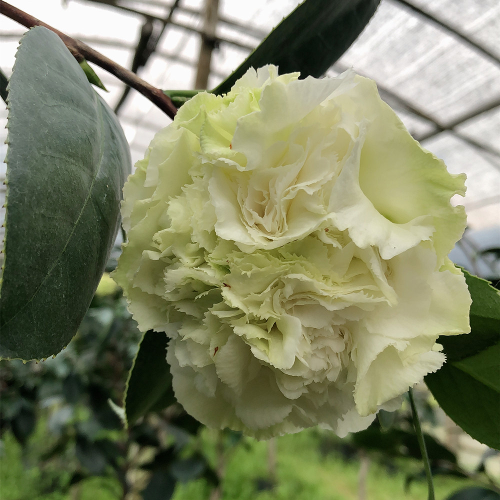 茶花可娜绿茶进口稀有品种绿色树苗植物室内外笔筒