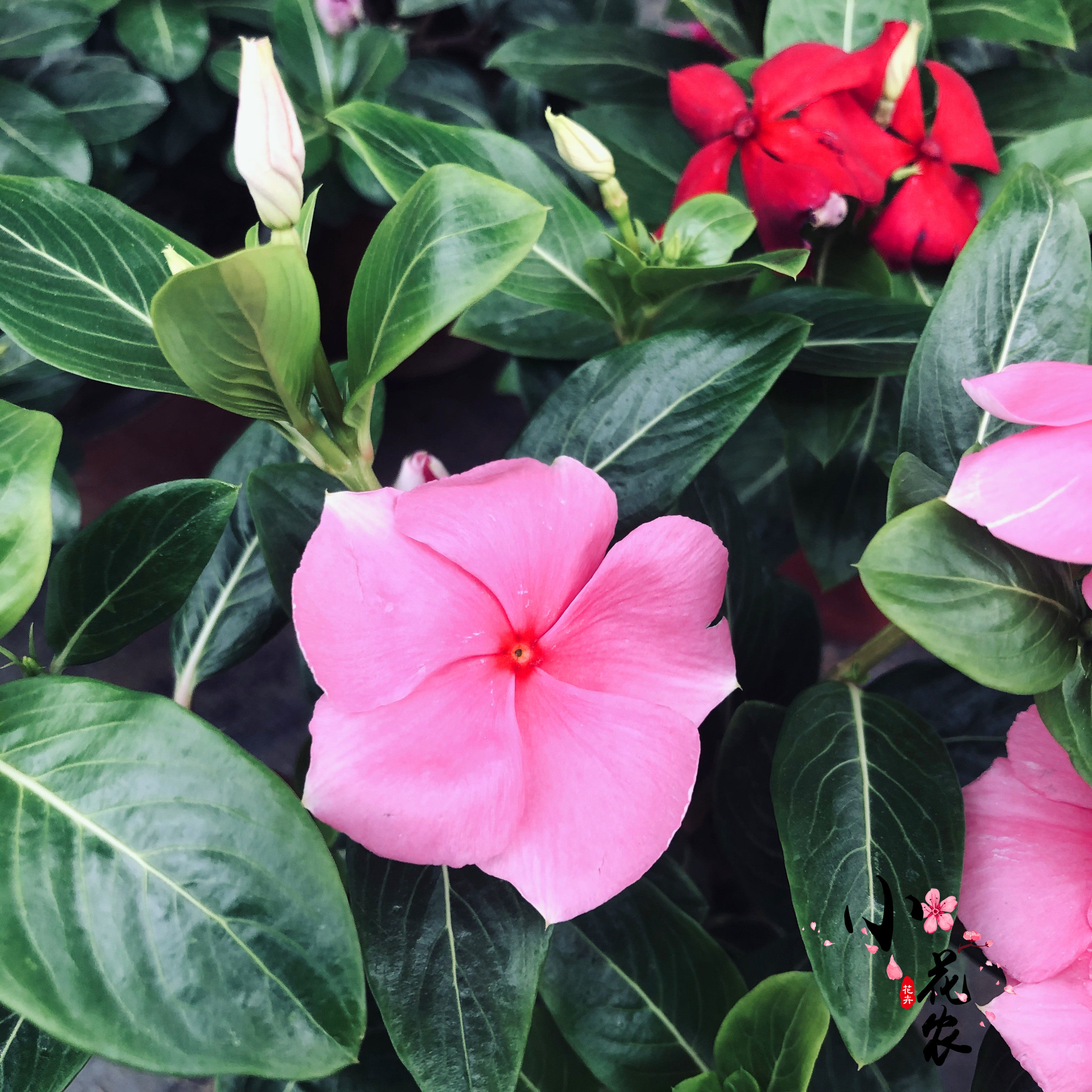 四季盆栽长春包邮发货带花绿植木本花苗春花创意礼盒