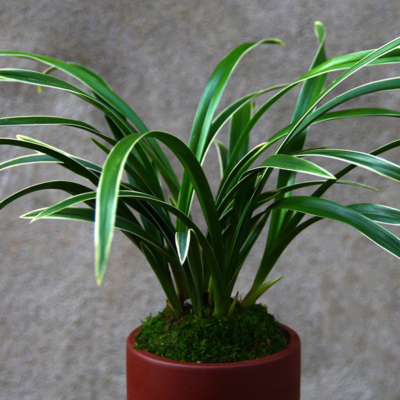 金边兰花花苗鹤艺建兰帝王王妃矮种浓香香型笔筒