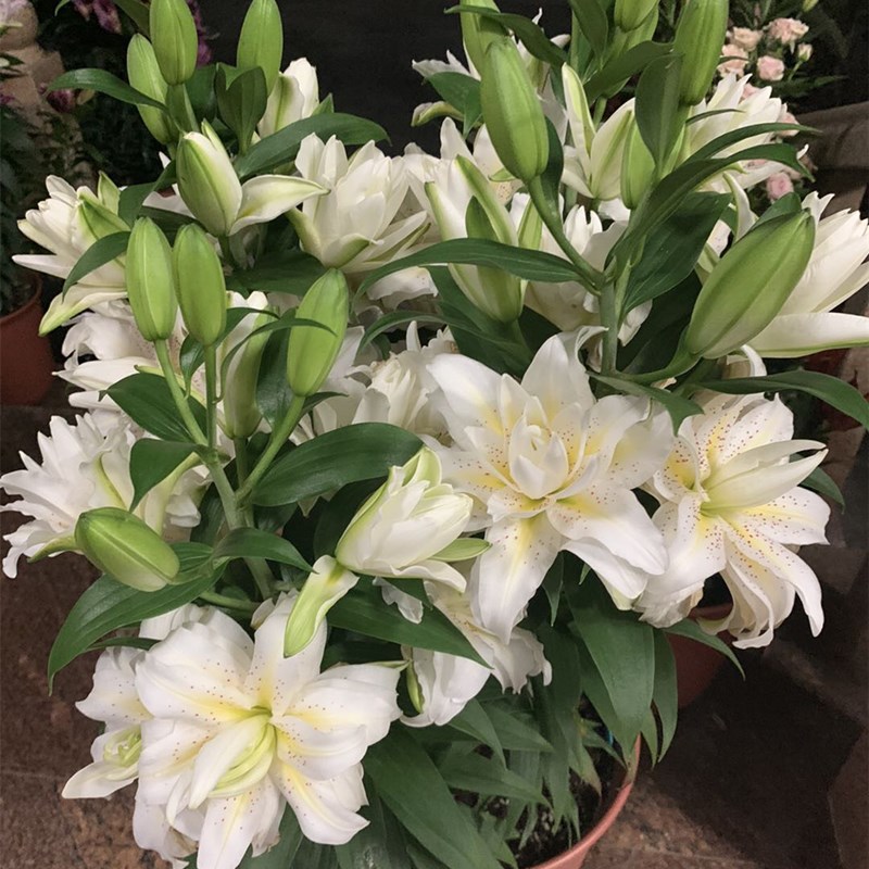 荷兰进口香水百合种球重系列多个个品种3粒现货笔筒