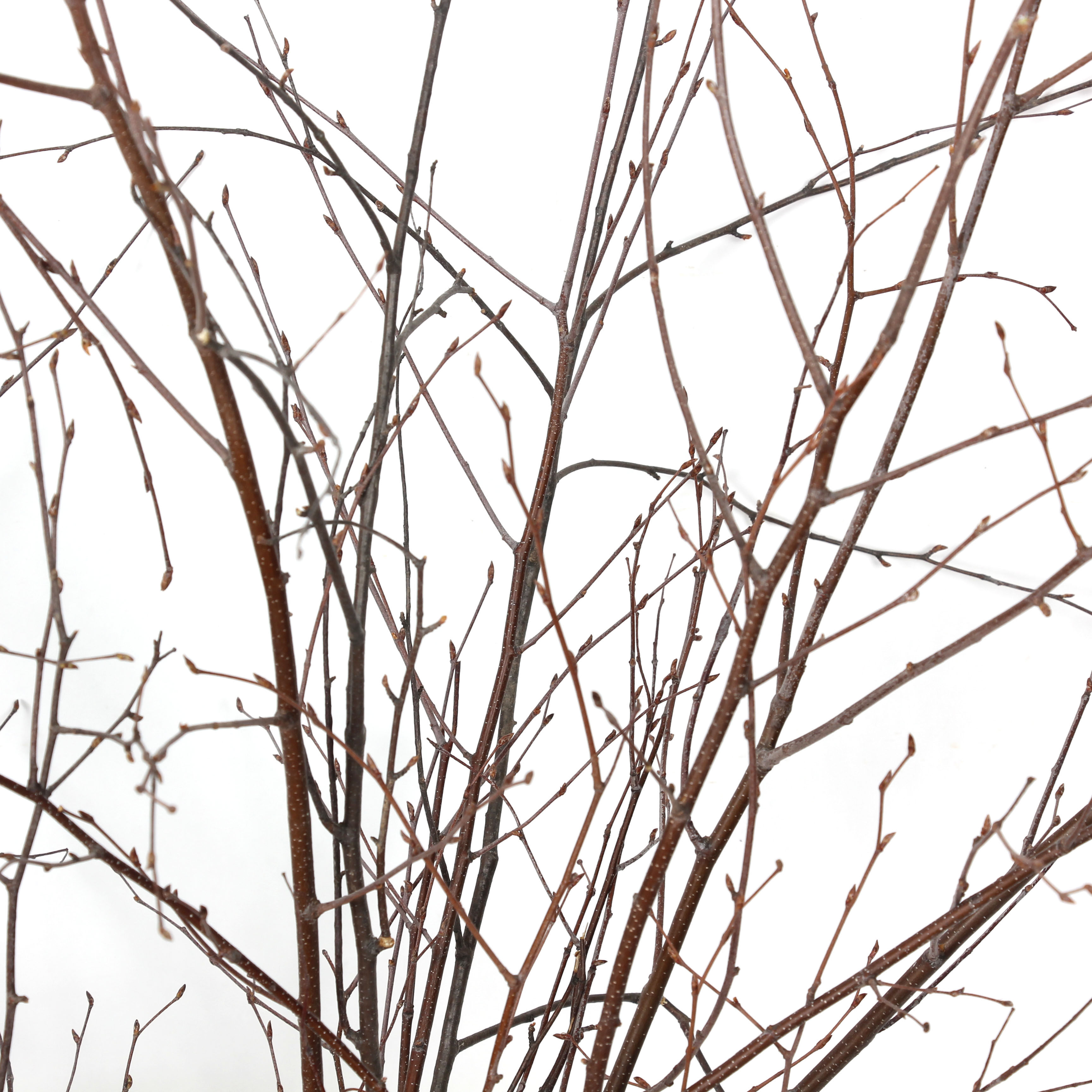 桦树枝干树枝装饰幼儿园手工材料松果麻绳木片干花