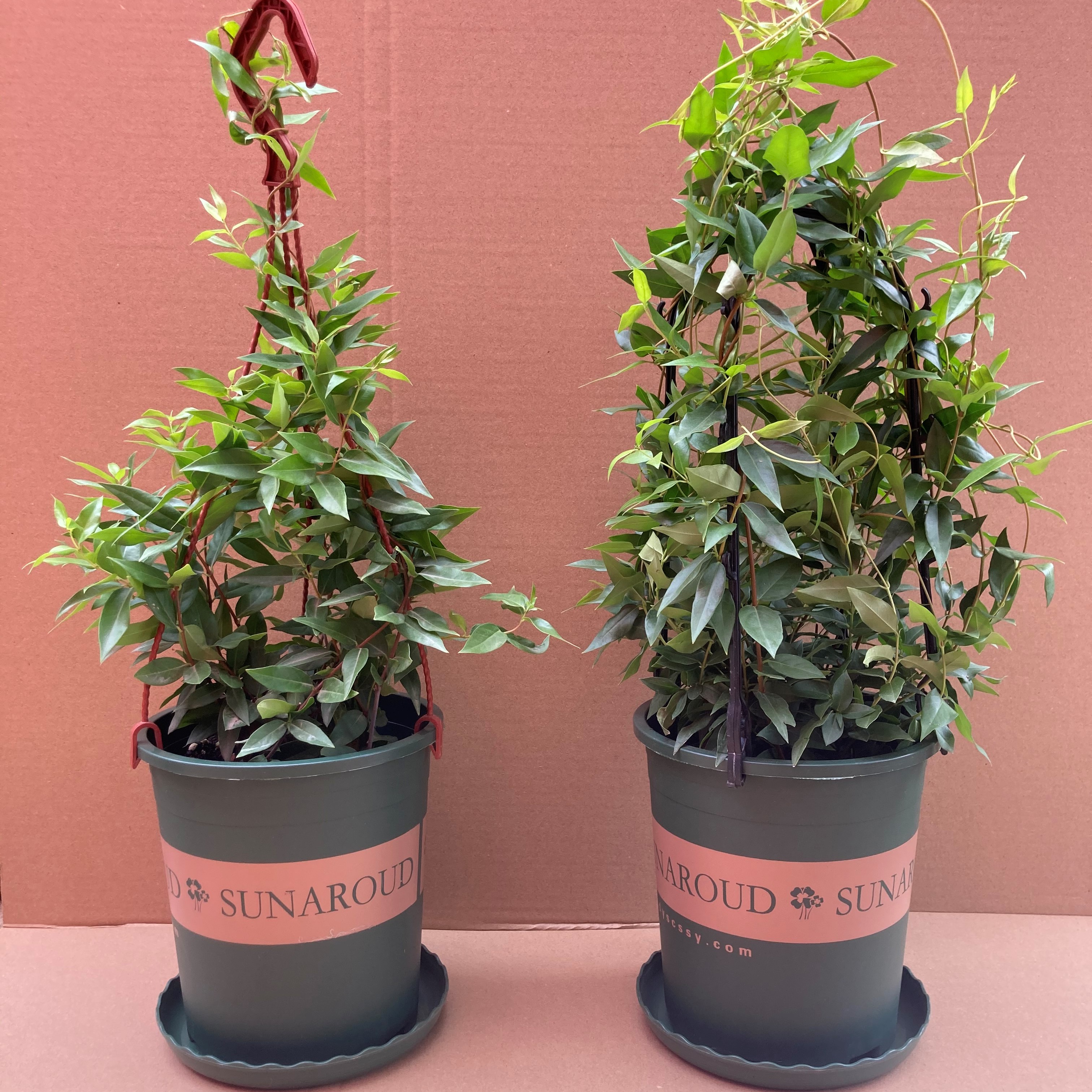 法国香水盆栽室内花卉飘香庭院茉莉花爬藤藤蔓花卉