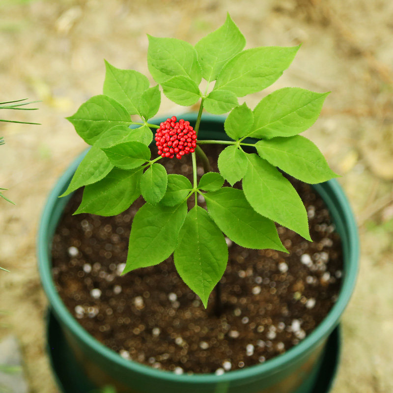 人参种植盆栽种子室内种籽植苗长白山新鲜山食用家庭园艺种子