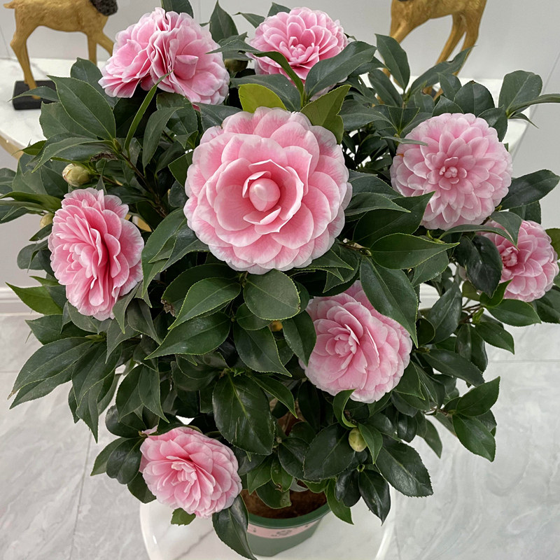 粉色色系大型茶花品种粉丹又名六角银红年宵时令草本花卉