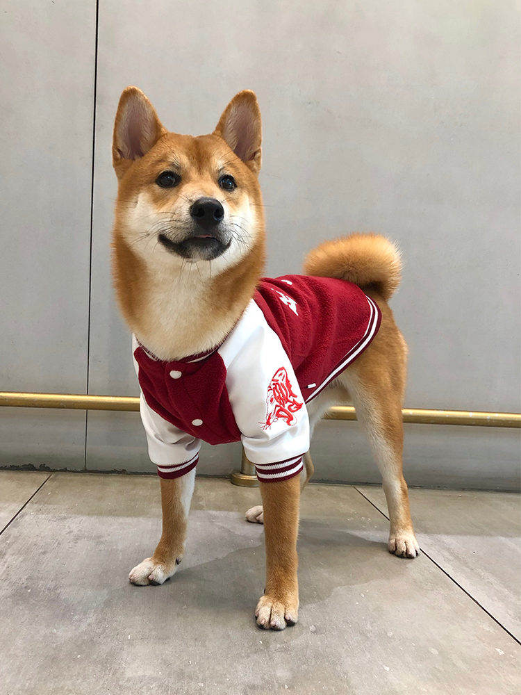 衣服柴犬棒球服秋冬装中型犬加绒卫保暖宠物狗宠物服装