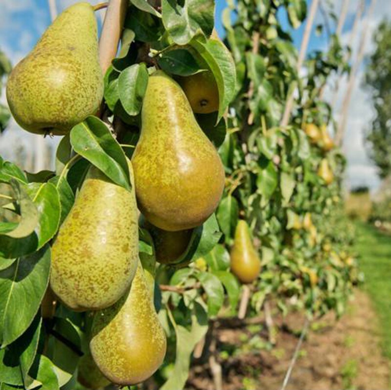 梨树树苗青啤梨苗新品种比利时西洋荷兰果树