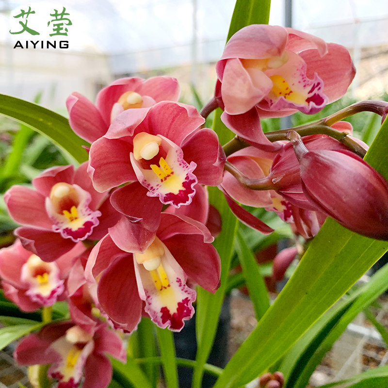 春节年宵有香味兰花花苗西施冬带花苞出售墨兰时令草本花卉