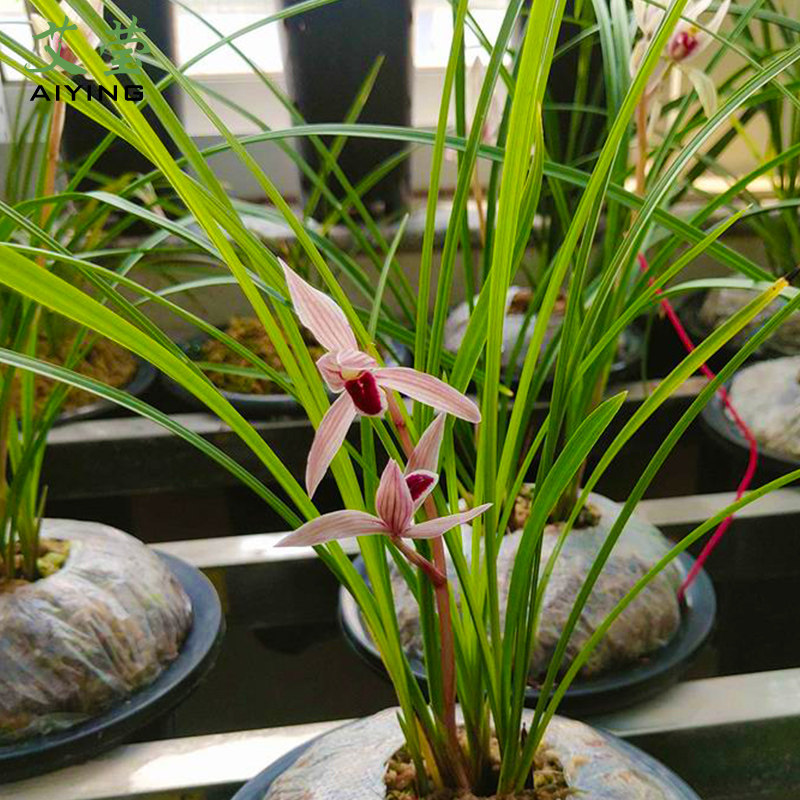 莹兰花苗莲瓣精品墨血冬带花苞出售阳台好养时令草本花卉