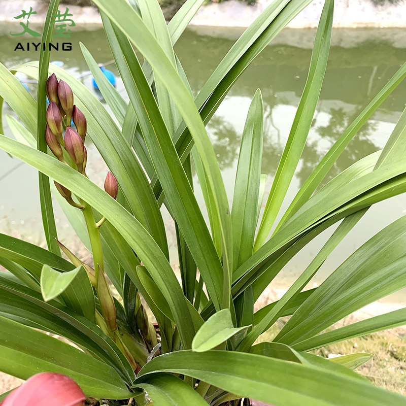 春节年宵有香味兰花花苗西施冬带花苞出售墨兰时令草本花卉