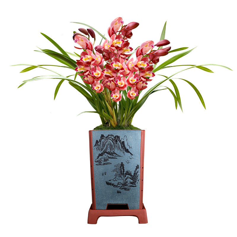 春节年宵有香味兰花花苗西施冬带花苞出售墨兰时令草本花卉