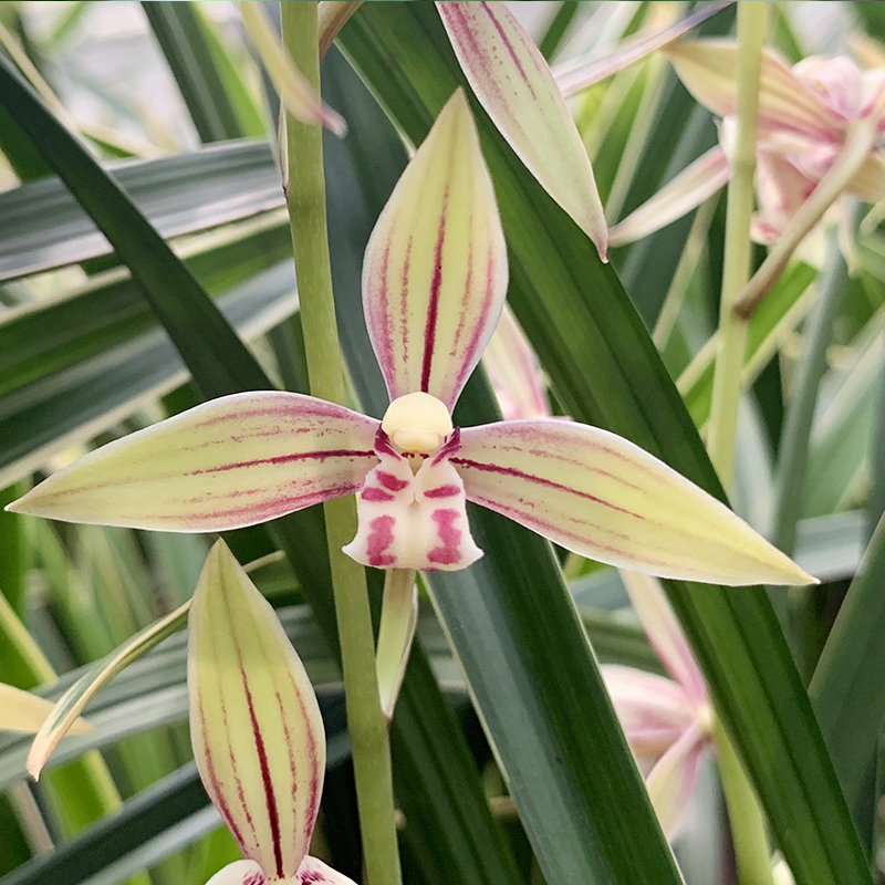 莹兰花苗建兰名品黄金彩虹夏带花苞出售好养时令草本花卉