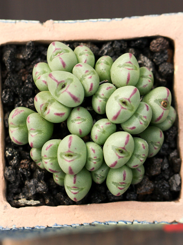 多肉植物番杏科红耳口笛大年份超大群生母本开花花托