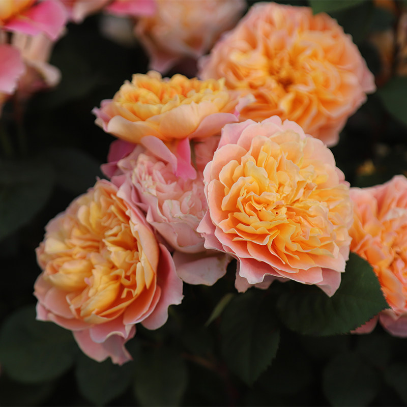 印象派欧洲月季月季花花苗四季开花多头头大花会花卉