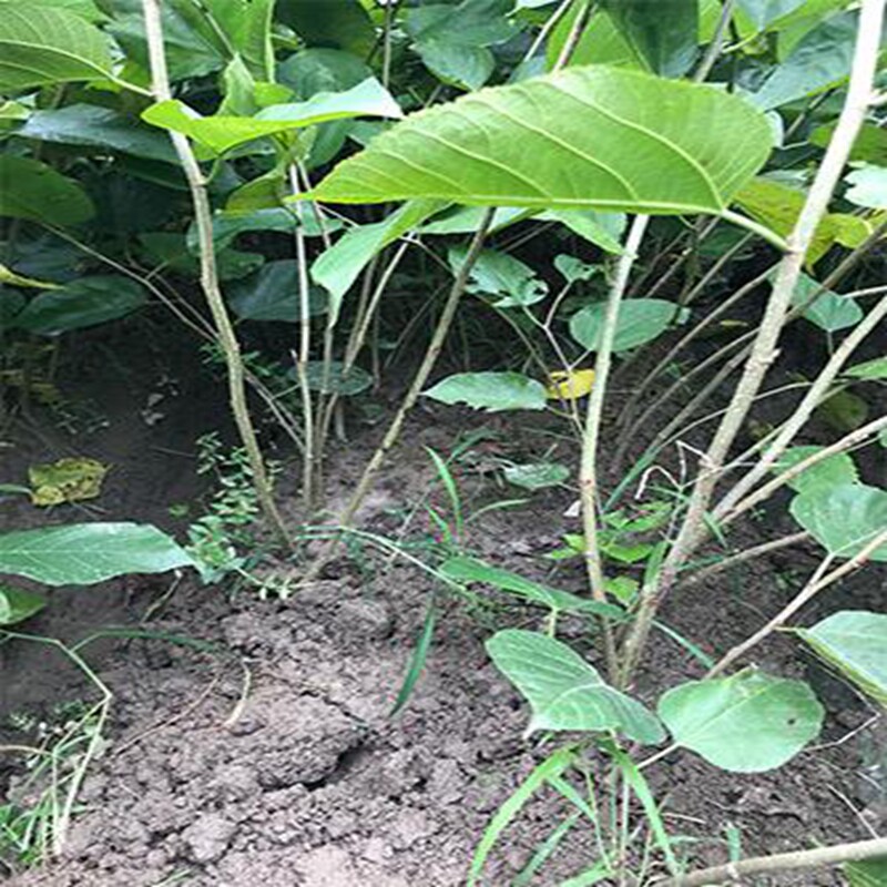 树苗桑树正宗无籽十果桑果果苗桑葚苗桑果树果树