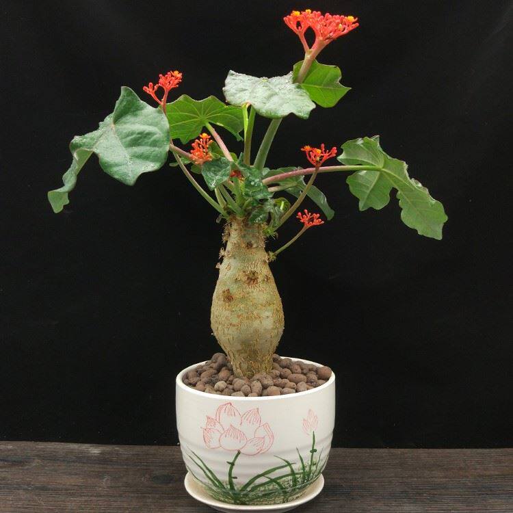 海棠佛肚盆栽植物大肚海棠花花苗庭院阳台绿植花卉