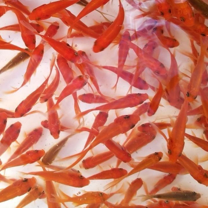 好养鱼类金鱼类淡水小型观赏鱼鱼苗一斤耐活金鱼苗鱼